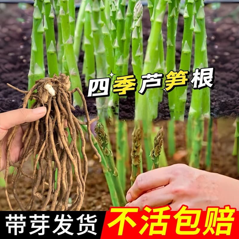 Freshly Dug Asparagus Root Seedlings, Four-Season Planting Vegetable Seedlings, Edible Garden Seedlings, Potted Asparagus Seeds