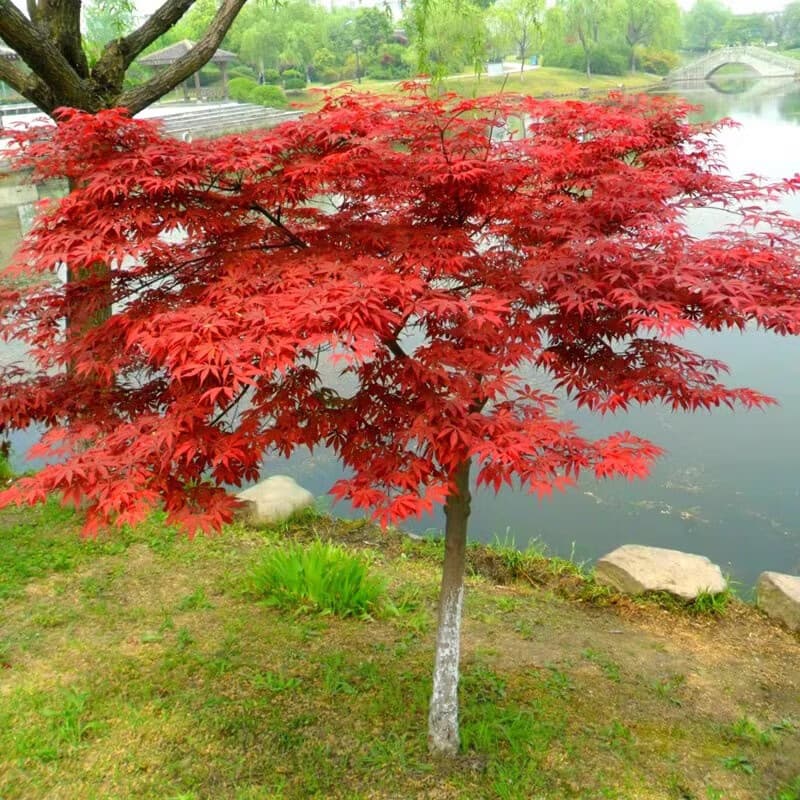 Red maple saplings Four seasons red leaf saplings Indoor landscaping simple saplings Qing Maple Red maple saplings Red Maiden seedlings