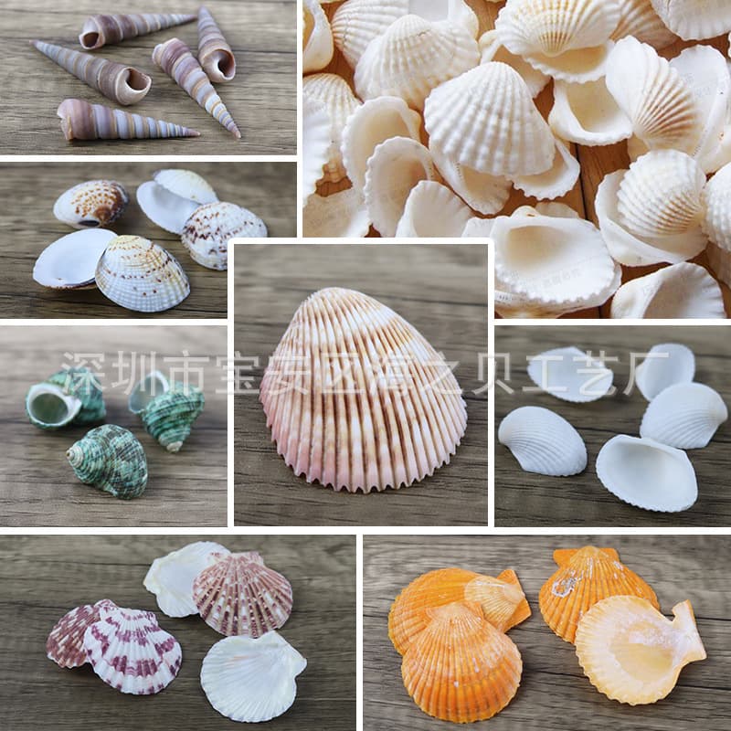 Natural shell conch fish tank landscaping decoration small ornaments aquarium micro landscape scenery handmade diy materials wholesale