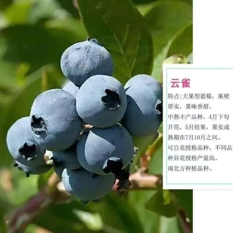 Large Blueberry Tree Potted Plant for Ground Planting, Suitable for North and South China, Balcony and Garden Planting, Bears Fruit in the Same Year