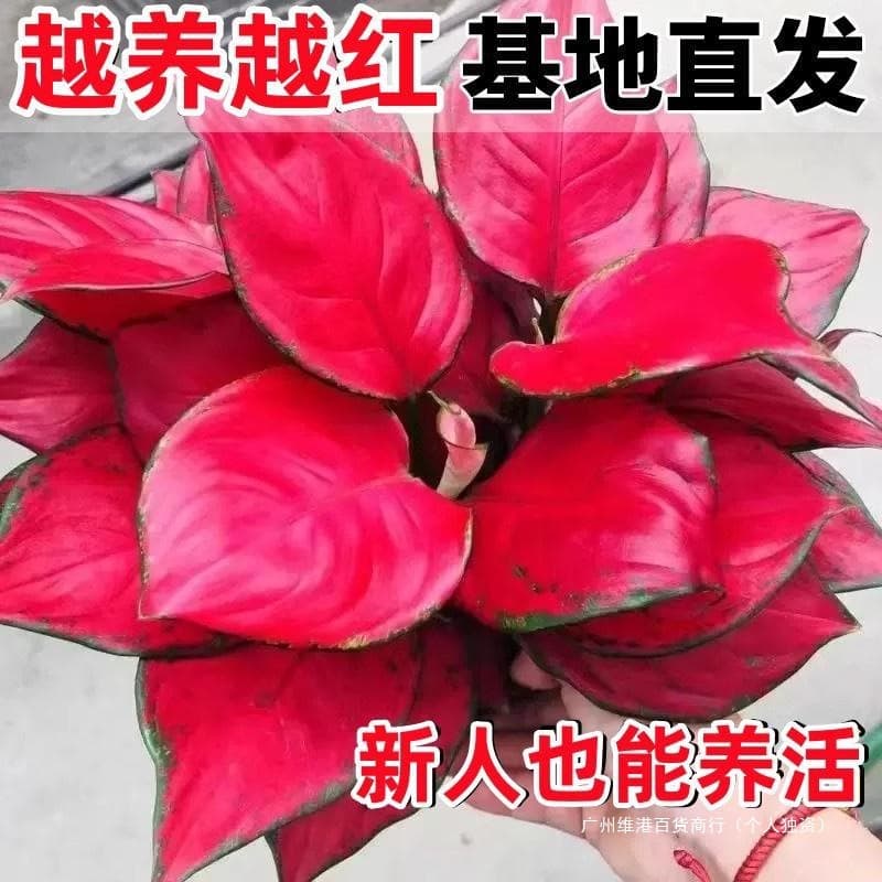 Hydroponic Evergreen Large Potted Plant Red Ruyi Lucky Queen Office Desk Flower for Indoor Cultivation
