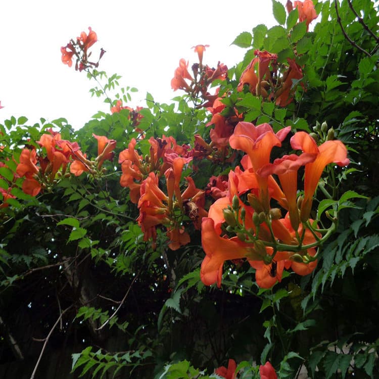 Trumpet Vine Seedlings Large Flower Wall Climbing Vine Plants, Chinese and American Trumpet Vine Seedlings for Balcony and Villa Greenery Wholesale