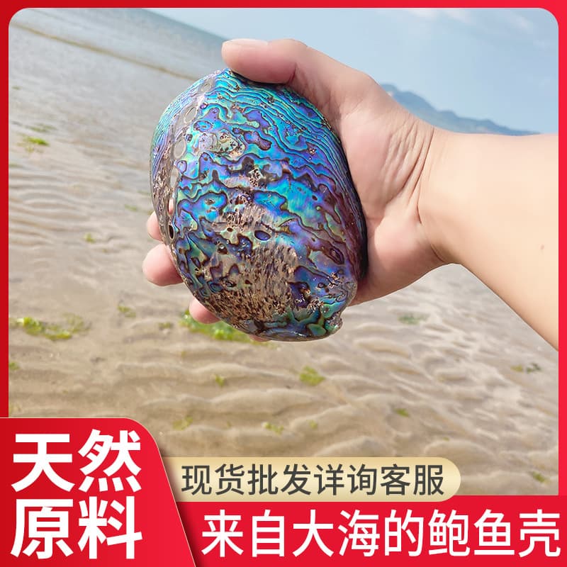 Wholesale natural blue abalone shells for aquariums, landscaping, Mediterranean decorations, abalone shells, ocean-themed gifts