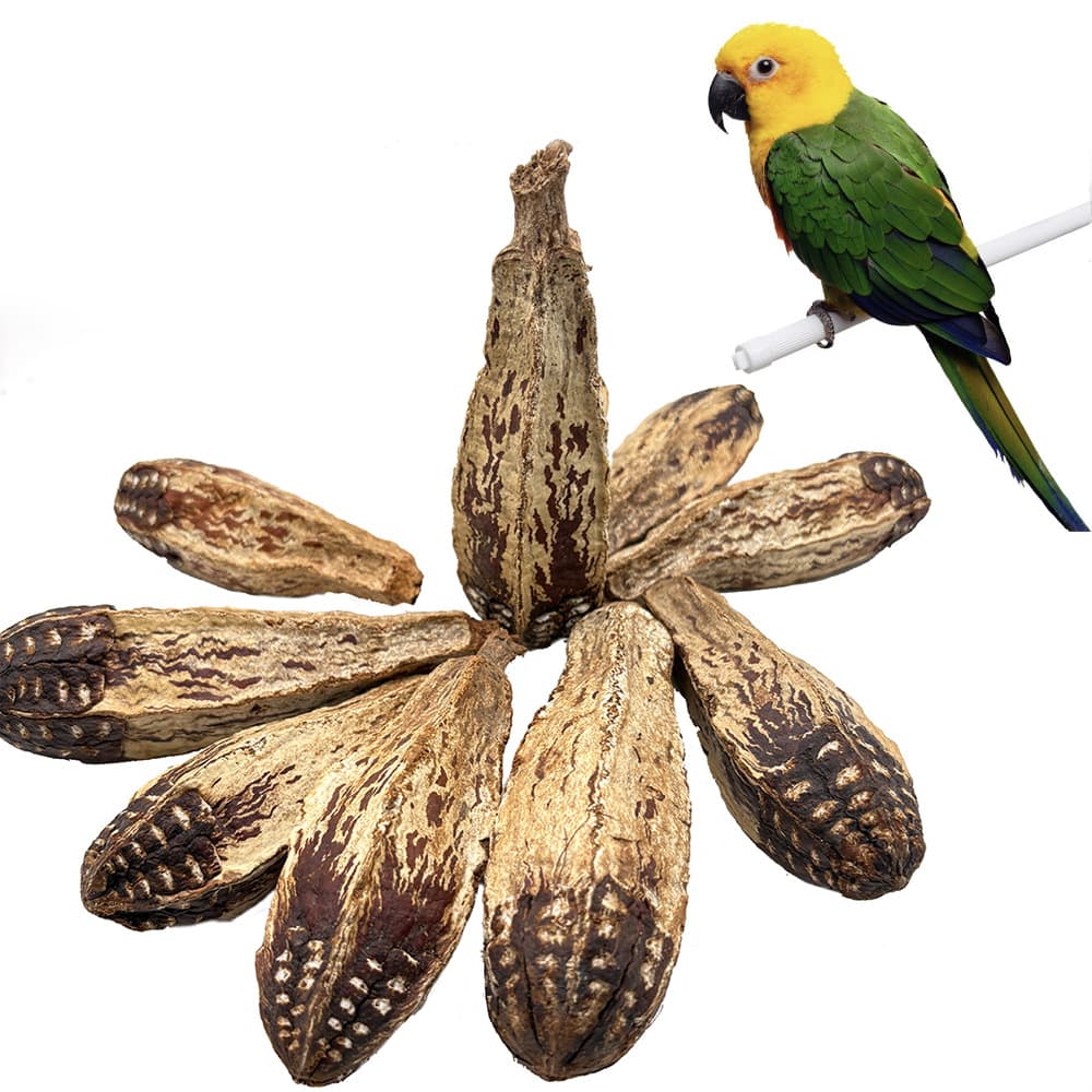 Parrot Chewing Fruit for Boredom Relief and Beak Grinding, Yang Walnut Five-Star Fruit, Natural Material Small Pet Hamster Chew Toy Bite String