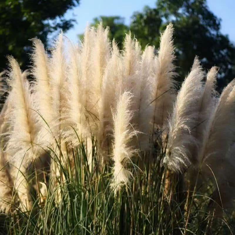 Imported American Ornamental Grass Seeds - Pampas Grass Seeds, Silver Reed Grass Seeds, Cold-Hardy Grass Seeds