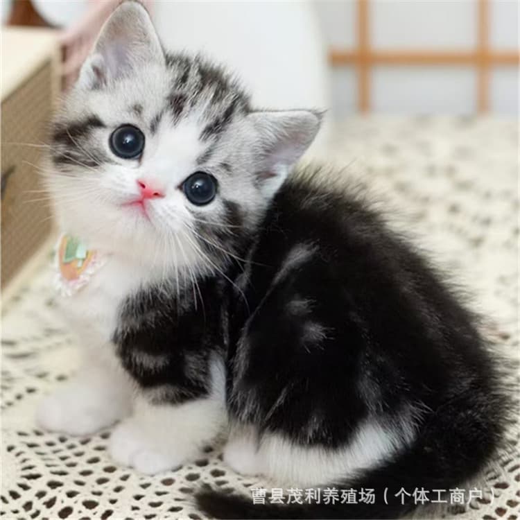 Purebred American Shorthair Cat, Kitten, Munchkin Cat, Longhair Munchkin Napoleon Kitten, Healthy and Active