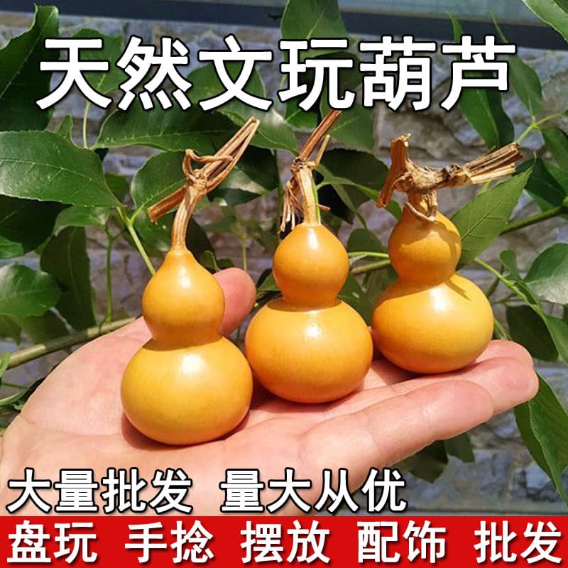 Natural gourd seeds, small gourd for play, hand-held, retail and wholesale.