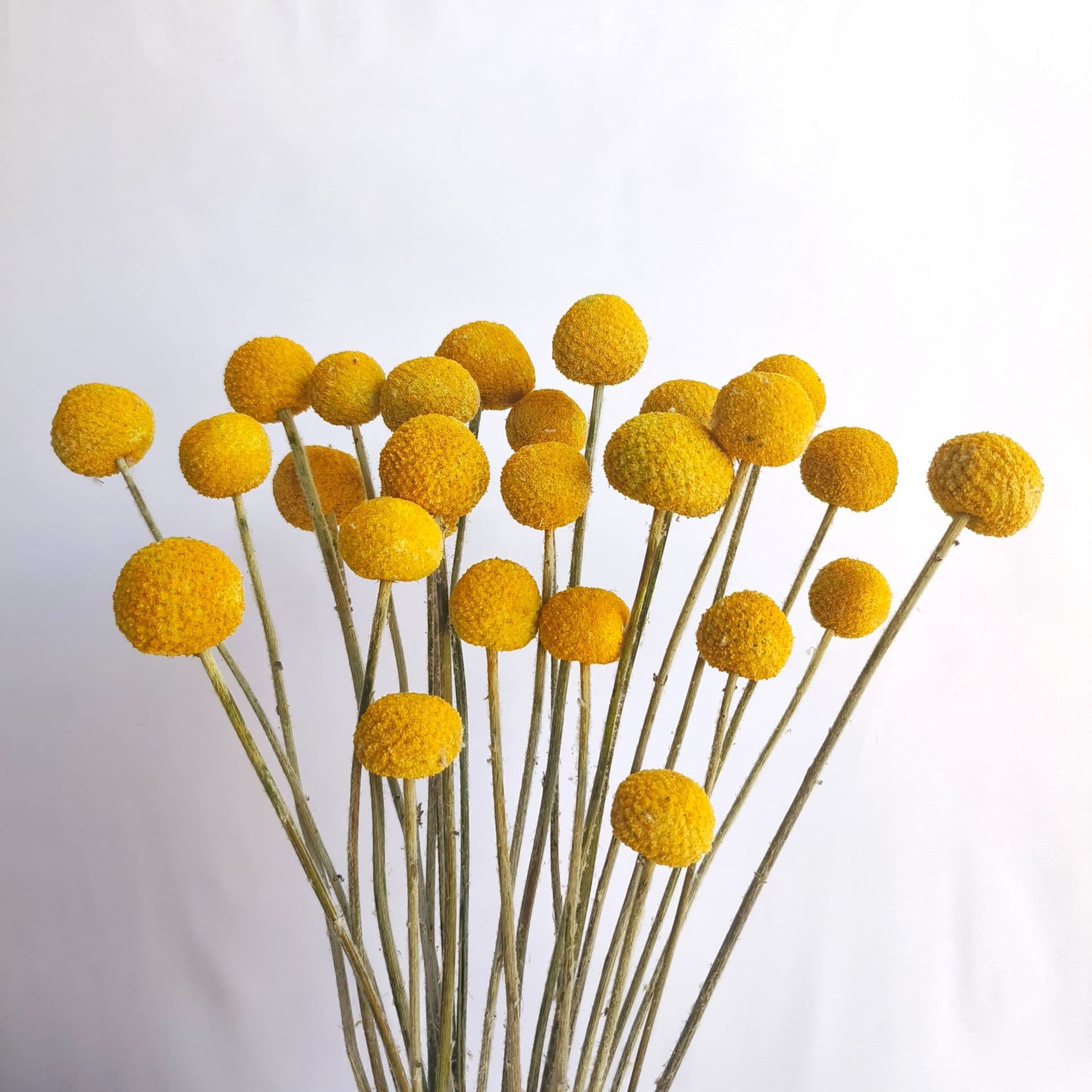 Wholesale Dried Golden Ball and Golden Fruit from Yunnan, Dried Golden Ball Bouquet Accessories, Arrangement Materials, Preserved Golden Ball