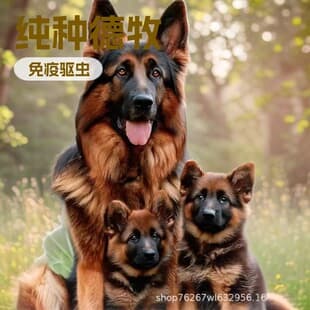 German Shepherd Puppy Live Dog Purebred German Black Back Large Wolf Dog German Shepherd Guard Dog