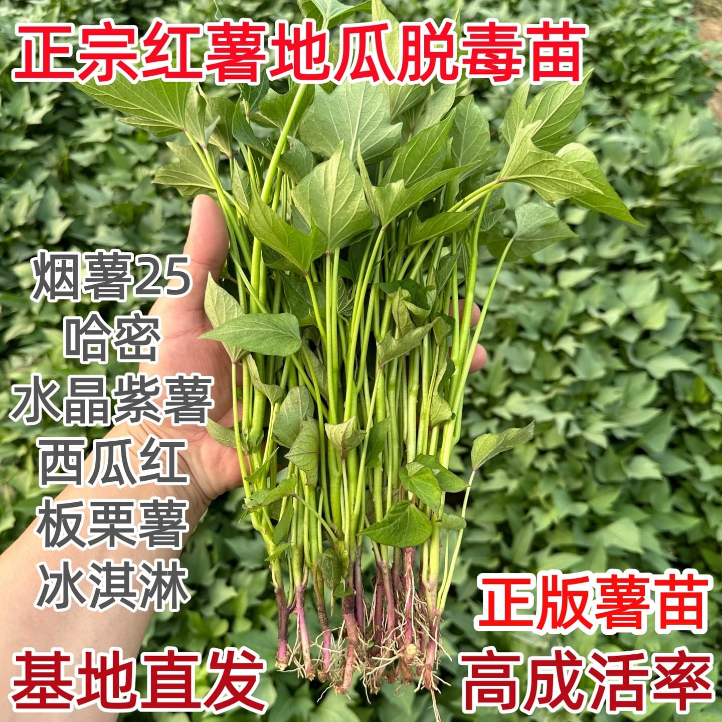Academy of Agricultural Sciences Authentic Virus-Free Sweet Potato Seedlings: Yan Sweet Potato 25, Honey Sweet Potato, Watermelon Red, Durian Honey, Roasted Sweet Potato, Yam Seedlings