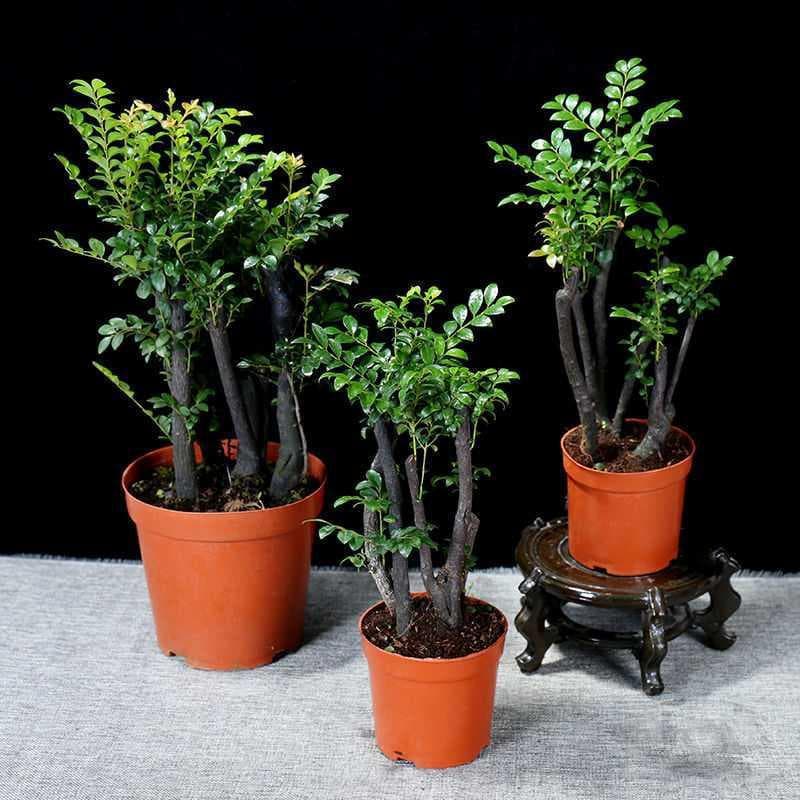 Small-Leaf Red Sandalwood Bonsai Saplings, Purple Black Bone Tea, Potted Indoor Balcony Florals and Green Plants, Evergreen Indoor Bonsai All Year Round