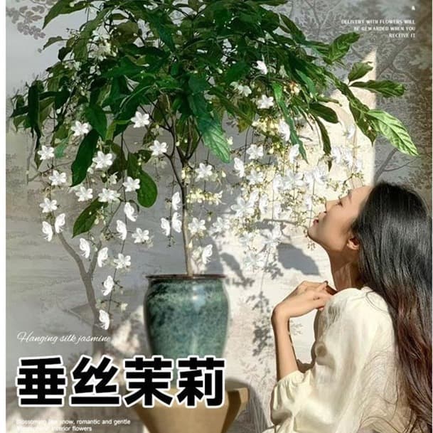 Weeping Jasmine Potted Large Seedling Indoor Flowers Greenery Thailand Balcony Hanging Windmill Climbing Plant Four Seasons Blooming