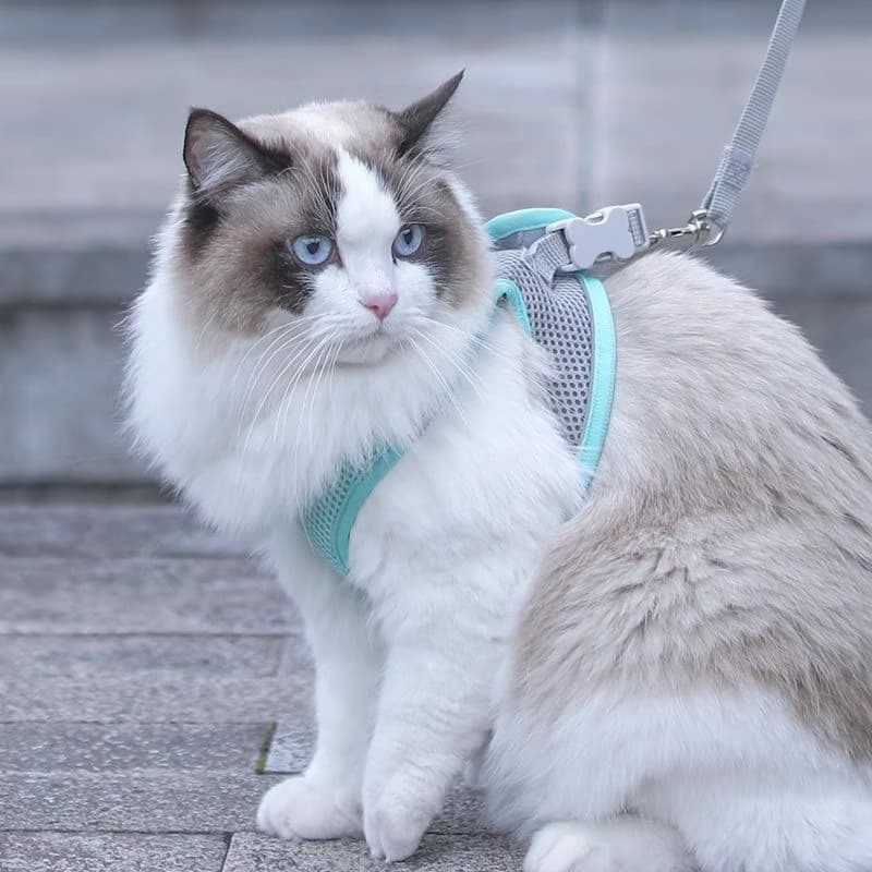 Cat Harness Escape-Proof Leash Set, Summer Outdoor Walking Vest Harness with Leash for Cats