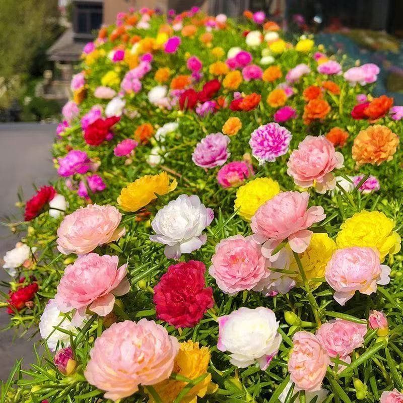 Wholesale sunflower seeds mixed color double sunflower teaching wholesale distribution supply supply flower seeds flower seeds