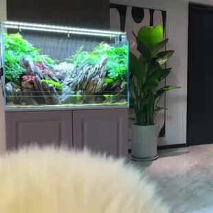 Jinjing Ultra Clear Glass Rainforest Tank Plant Tank Land and Water Tank Suspended Tank Stream Tank Overflow Tank Factory Direct One Piece Minimum Order