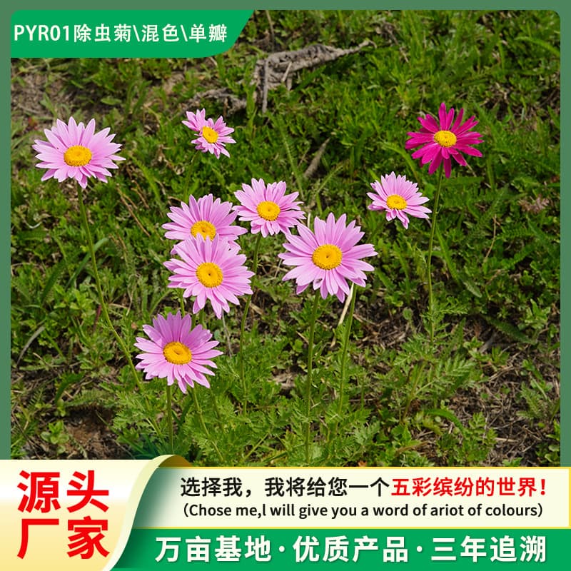 High germination rate pyrethrum seeds mosquito repellent natural insecticidal plant seeds cold-resistant perennial flower seeds