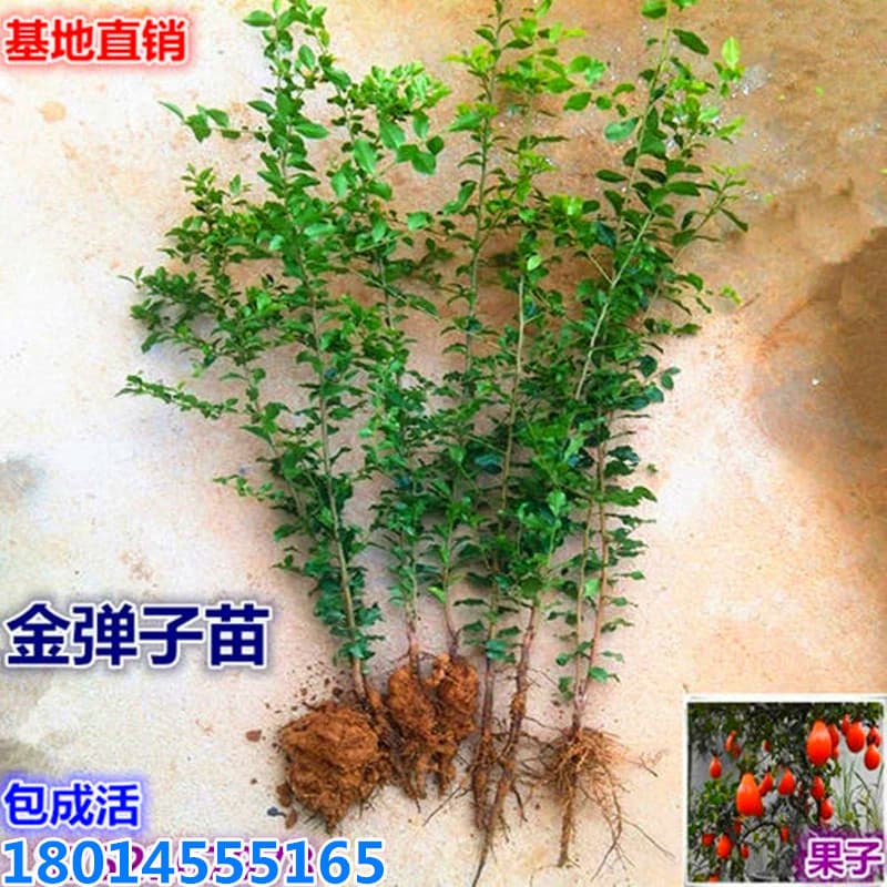Wholesale Diospyros rhombifolia seedlings, small-leaved Diospyros armata seedlings, Diospyros vaccinioides seedlings, bonsai materials, suitable for northern and southern planting, bearing fruit in the same year