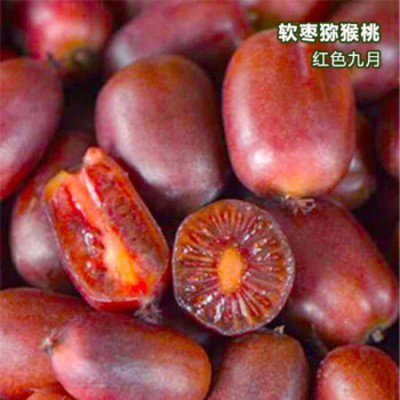 Soft Date Kiwi Seedlings Self-Pollinating Bear Fruit Same Year Planted North South Kiwi Berry Fruit Tree Seedlings