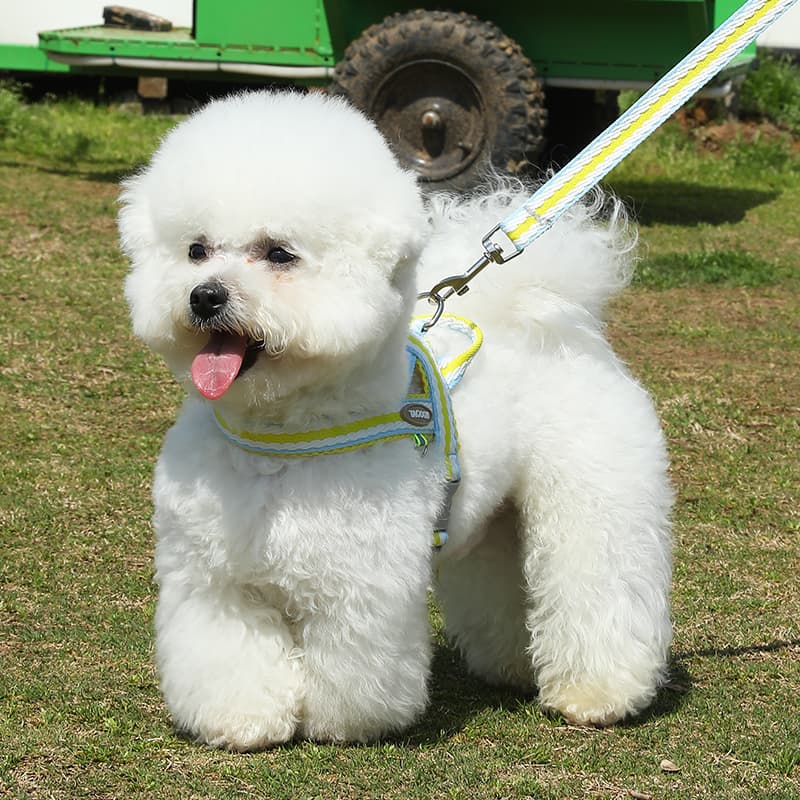 Summer breathable dog leash for small and medium-sized dogs such as Teddy, Bichon Frise, and Corgi; adjustable saddle harness and neck collar.