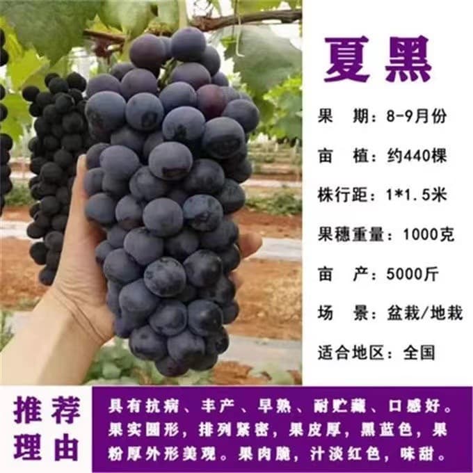 【Nursery Direct Supply】Premium Summer Black Grapevine - Direct from manufacturer, top-grade quality.