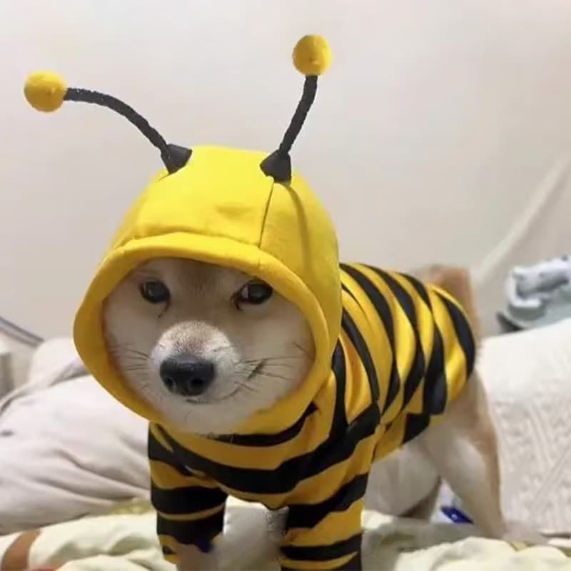 Cute Bee Hoodie Dog Clothes for Teddy, Bichon, Poodle, Golden Retriever, Shiba Inu, Small to Medium Dogs, Autumn and Winter Cat Clothes