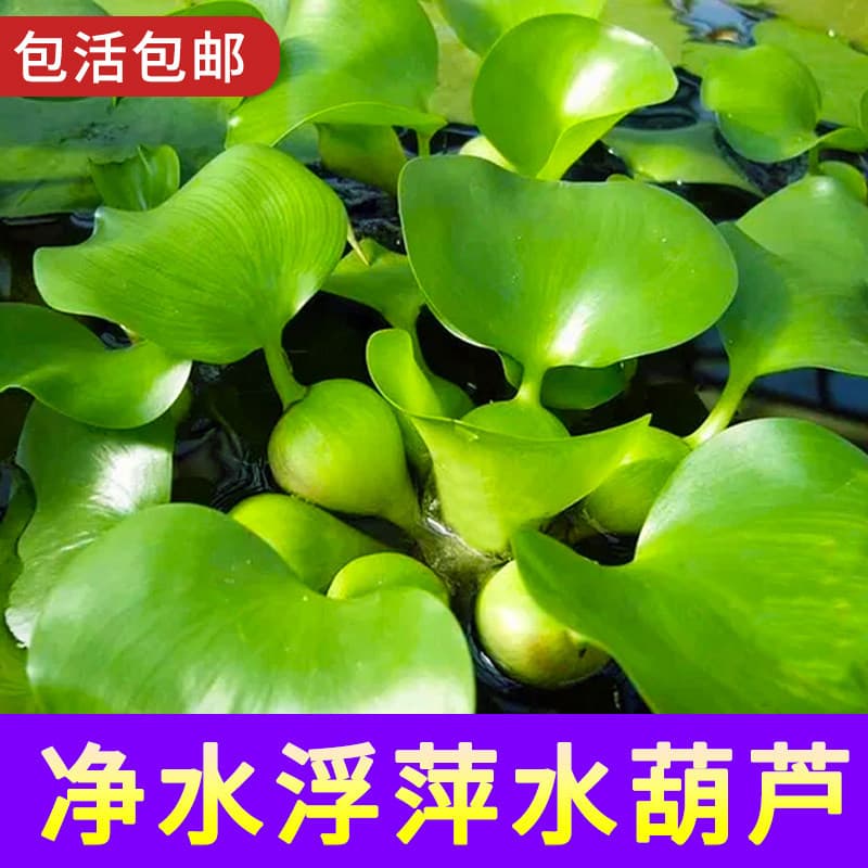 Water hyacinth aquatic plant for fish pond landscaping, fish tank co-cultivation, water purification, floating plant for fish keeping