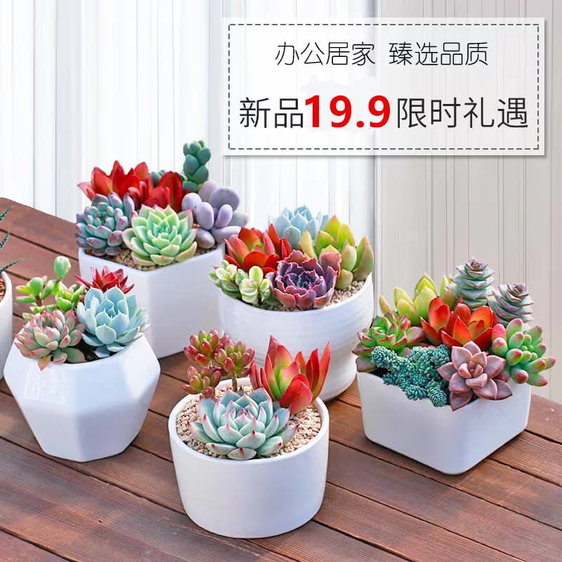 Succulent Plant Small Potted Green Plants Flowers Indoor Easy Care Succulent Combo Set Office