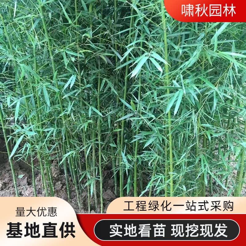 Green bamboo seedlings, cold-resistant for courtyards, large ornamental bamboo, potted plants, evergreen year-round, purple bamboo, golden bamboo