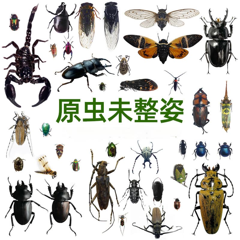 True insects, beetles, butterflies, scarabs, beetles, beetles, beetles, unshaped protozoa specimens DIY