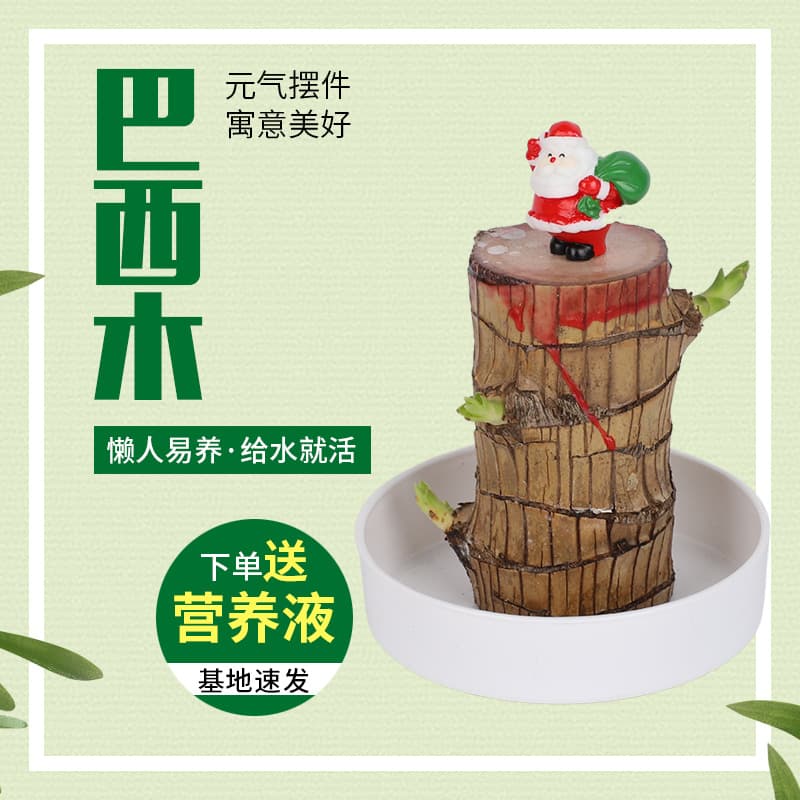 Brazilian Lucky Wood Hydroponic Plant Desktop Green Plant Pot with Mini Figure Ceramic Flower Pot Plus Brazilian Wood