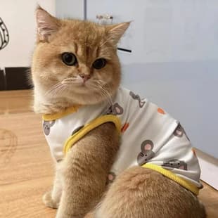 Cat Clothes Anti-Hair Loss Summer Thin British Shorthair Blue Cat Ragdoll Small Dog Teddy Dog Summer Vest