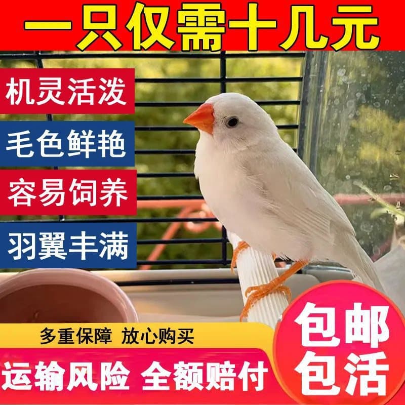 Pearl Bird Pet Live Animal, Grey-White Zebra Finch, Gouldian Finch, Grey-White Pearl Live Bird, Cute Pet Bird, Pair of Small Birds