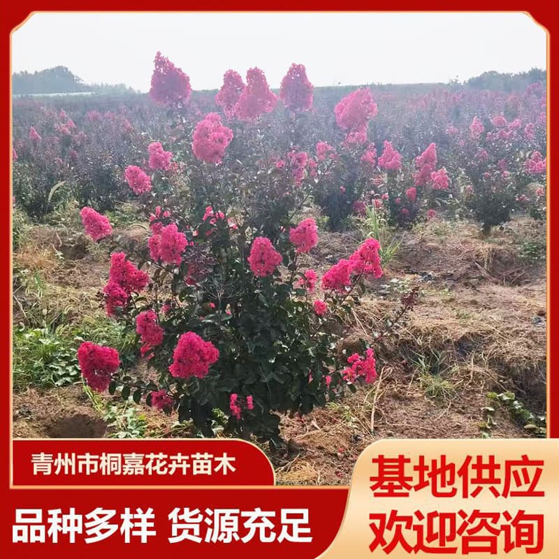 Velvet Crape Myrtle Sapling Nursery Green Red Rocket Clustered Large Red Crape Myrtle Sapling Potted Plant