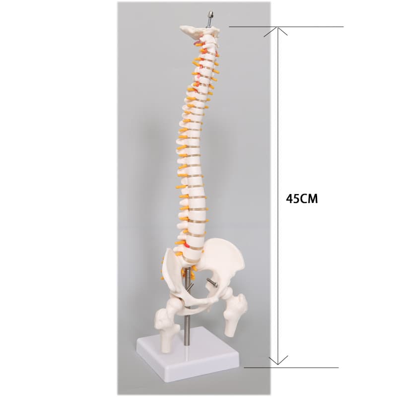 85cm Knee Joint Human Skeleton Model with 6 Major Joints, Small Skeleton Teaching Model, 45CM Vertebrae Spine
