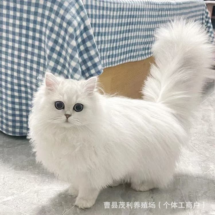 Hong Kong and Macau Delivery, Blue-Eyed Chinchilla Kitten, Purebred British Shorthair Kitten, Blue and White Cat, Silver Shaded Live Pet Cat