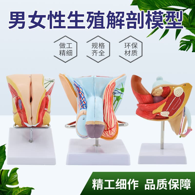 Teaching Simulation Male Reproductive System Specimen with Urinary System, Internal and External Genitalia Testicle Anatomy Model Medical Teaching Aid