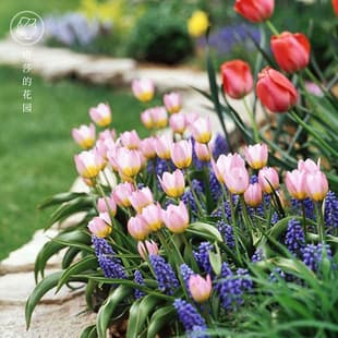 Double Petal Tulip Wholesale Flowers Netherlands Perennial 5 Degree Large Bulbs Indoor Outdoor Plants Potted Easy to Grow