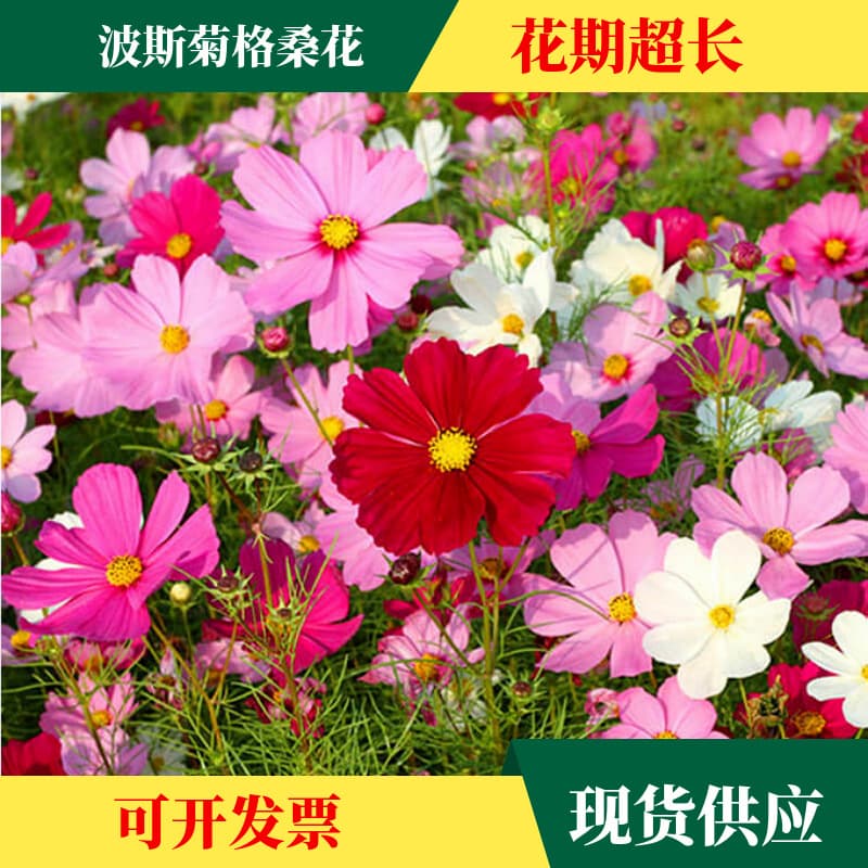 Cosmos Bipinnatus Seeds, Galsang Flower Seeds, Spring and Summer Blooming, Easy to Grow, Garden Courtyard Wildflower Mix Seeds