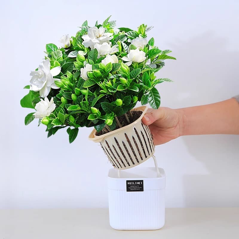Gardenia Potted Plant Indoor Hydroponic Greenery Easy Care Year-Round Jasmine with Flower Buds Fragrant Wood