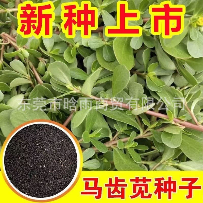 Wholesale Purslane Seeds New Crop Wild Vegetable Seeds Edible Purslane Seeds Longevity Vegetable Seeds Garden Balcony