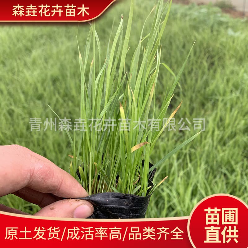 Purple Pennisetum alopecuroides Seedling Potted Plant, Perennial Bank Slope Protection Foxtail Grass, Multi-Bud Potted Pennisetum Seedling
