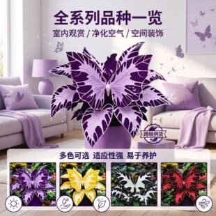 [Cross-Border Supply] Butterfly Geranium Seeds for Garden Balcony Potted Flowers, Drought-Tolerant Ornamental Foliage Large Green Plant