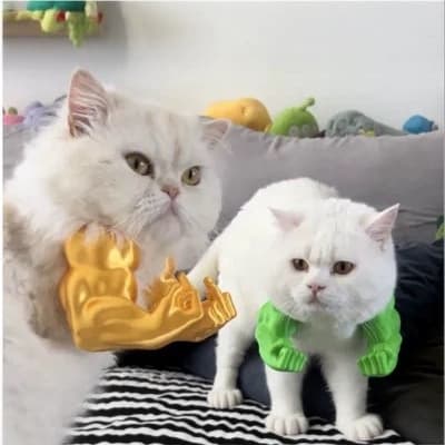 Cat-themed pet accessories - Hulk muscular arms - parody middle finger
