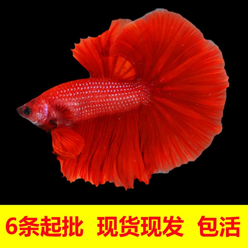 Thai Betta Fish Tropical Ornamental Fish, Halfmoon, Plakat, Veiltail, Live Fish for Night Market Stall, Wholesale