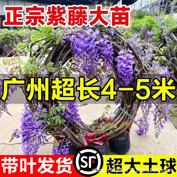 Wisteria Tree Seedlings, Climbing Courtyard Plants for Balcony and Fence, Long Spike Multi-flower Vine Wisteria Cold-Hardy All-Season Flowers