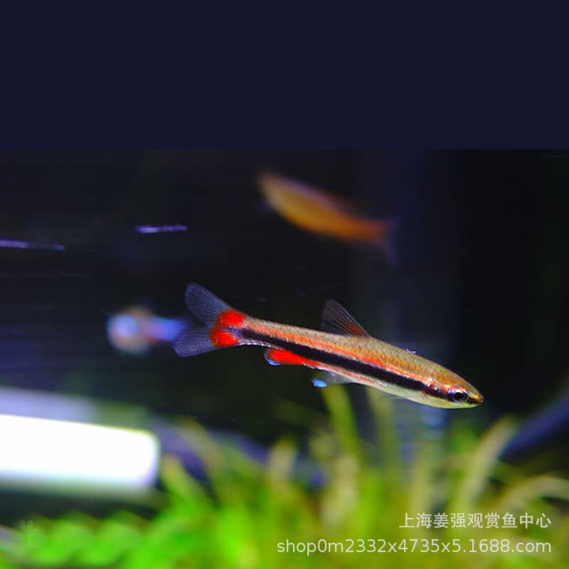Tropical Ornamental Fish Red Belly Pencil Fish Gold Silver Stripe Pencil Fish Algae Eater Flame Pencil Fish Live Pet Fish Red Belly Fish