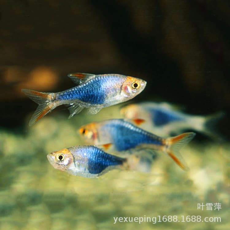 Purple triangle lantern fish live purple flame triangle lantern fish small group swimming fish tropical fish ornamental fish fishery wholesale