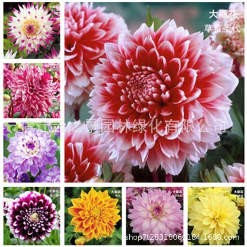 Wholesale dahlia potted plants, outdoor potted plants, bulb flowers, large flower green plants, peonies, sweet potato flowers