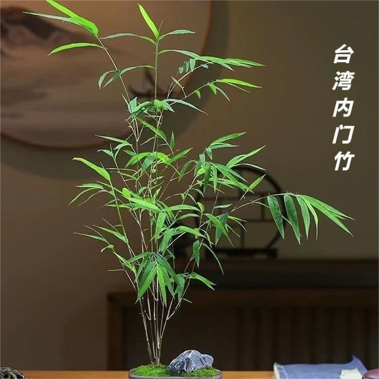 Taiwan Neimen Premium Bamboo Bonsai, Elegant Indoor Study or Tea Table Plant, Easy-Care Zen Green Plant