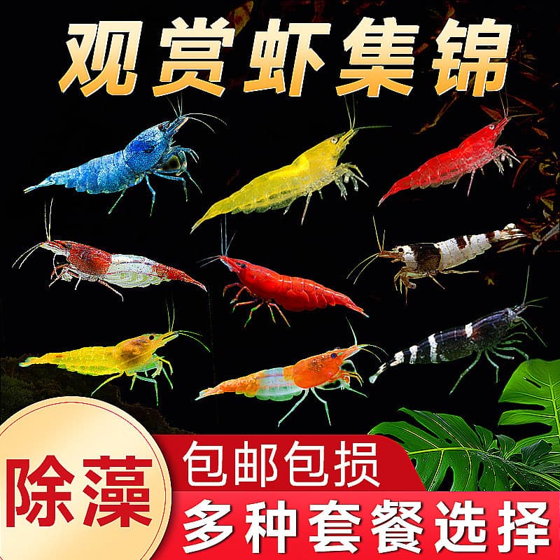 Black Shell Shrimp, ornamental shrimp, live algae-eating freshwater shrimp, cleaning tool, cold water shrimp, Cherry Shrimp, Crystal Shrimp, Fire Red Shrimp
